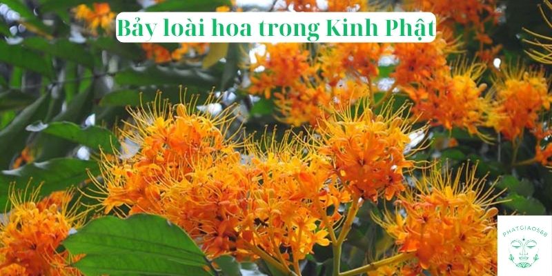 Bảy loài hoa trong Kinh Phật