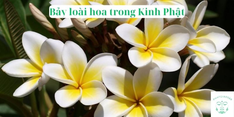 Bảy loài hoa trong Kinh Phật