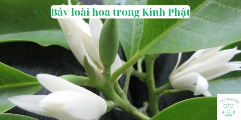 Bảy loài hoa trong Kinh Phật