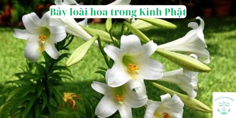 Bảy loài hoa trong Kinh Phật