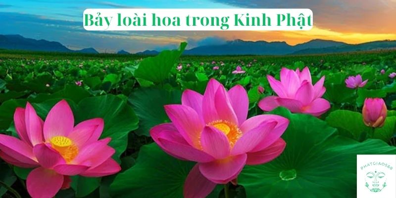 Bảy loài hoa trong Kinh Phật